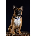 chien-bouledogue-supporter-foot-collier-france