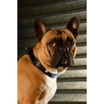 collier-france-chien-bouledogue-france-football-supporter