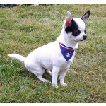 chien-supporter-foot-francesmall