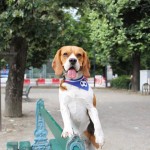 supporter_france_foot_chien