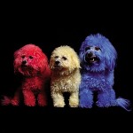chien en couleur