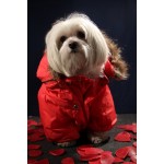 manteau pour petit chien