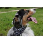 foulard bandana noir chien 
