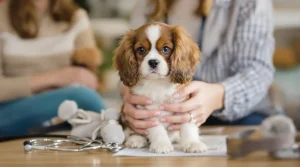 chiot combien coûte prix cavalier king charles
