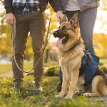 à quel âge un berger allemand se calme