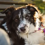 à quel âge un border collie se calme