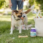 truc pour empêcher un chien de manger ses crottes