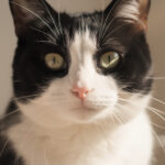 découvrez comment comprendre et apprécier le pelage unique du chat noir et blanc, symbole d'élégance et de charme félin.