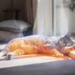 découvrez comment la chaleur affecte le comportement des chats et apprenez à mieux comprendre leurs besoins durant cette période.