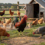 découvrez tout ce qu'il faut savoir sur le coq et les poules avec ce guide complet pour débutants. conseils pratiques, soins, alimentation et astuces pour bien démarrer l'élevage de volailles.