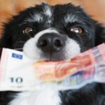 Quels sont les principaux postes de dépenses dans le budget mensuel pour un chien ?