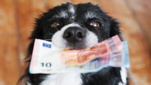 Quels sont les principaux postes de dépenses dans le budget mensuel pour un chien ?
