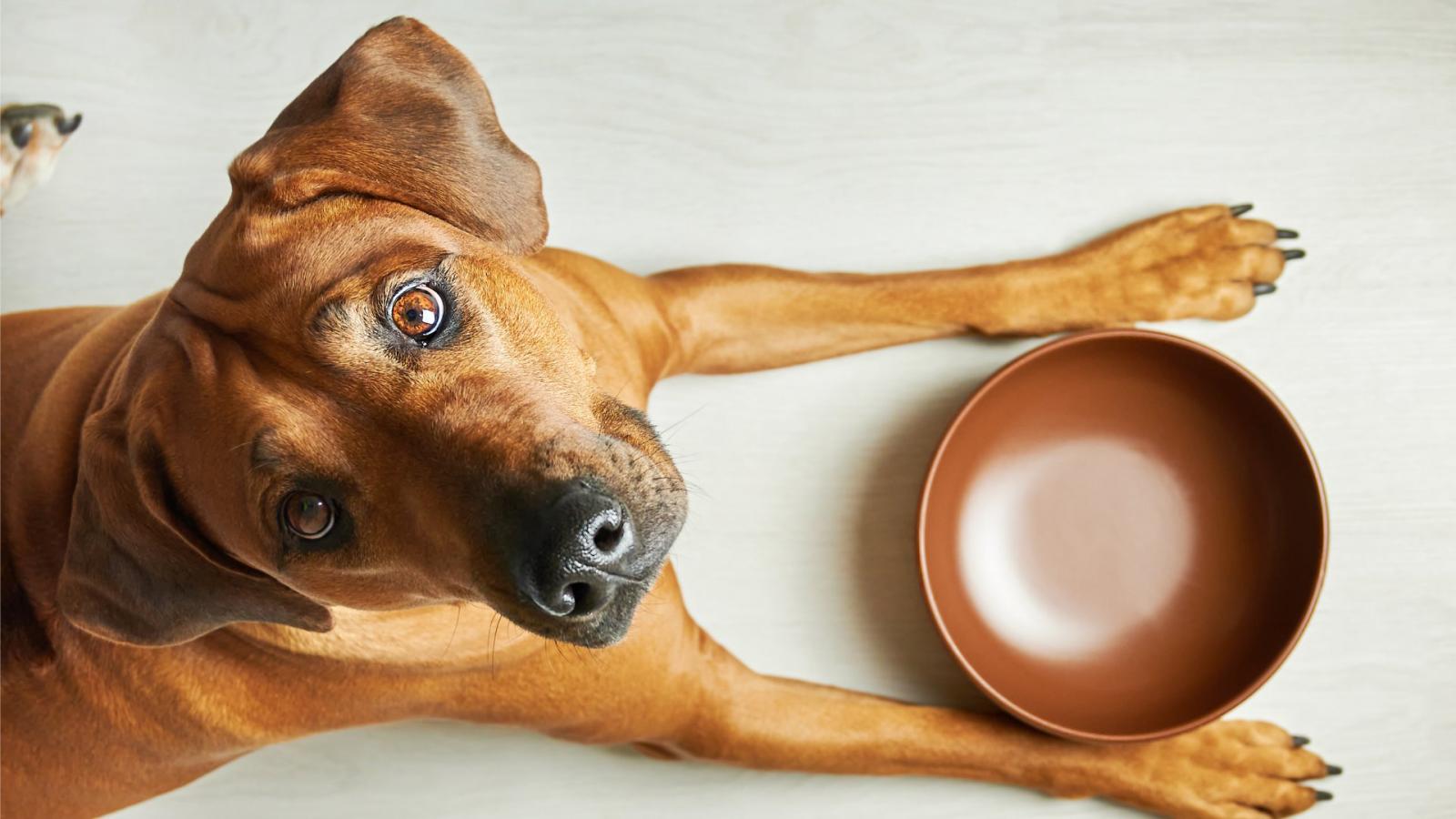 Quels sont les principaux postes de dépenses dans le budget mensuel pour un chien ?