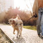 Promener son chien dans le 17e : guide pratique des parcs, squares et espaces canins