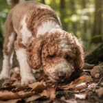 découvrez tout sur le lagotto romagnolo, le chien truffier italien : son histoire, ses caractéristiques, son comportement et ses soins pour mieux connaître cette race unique.